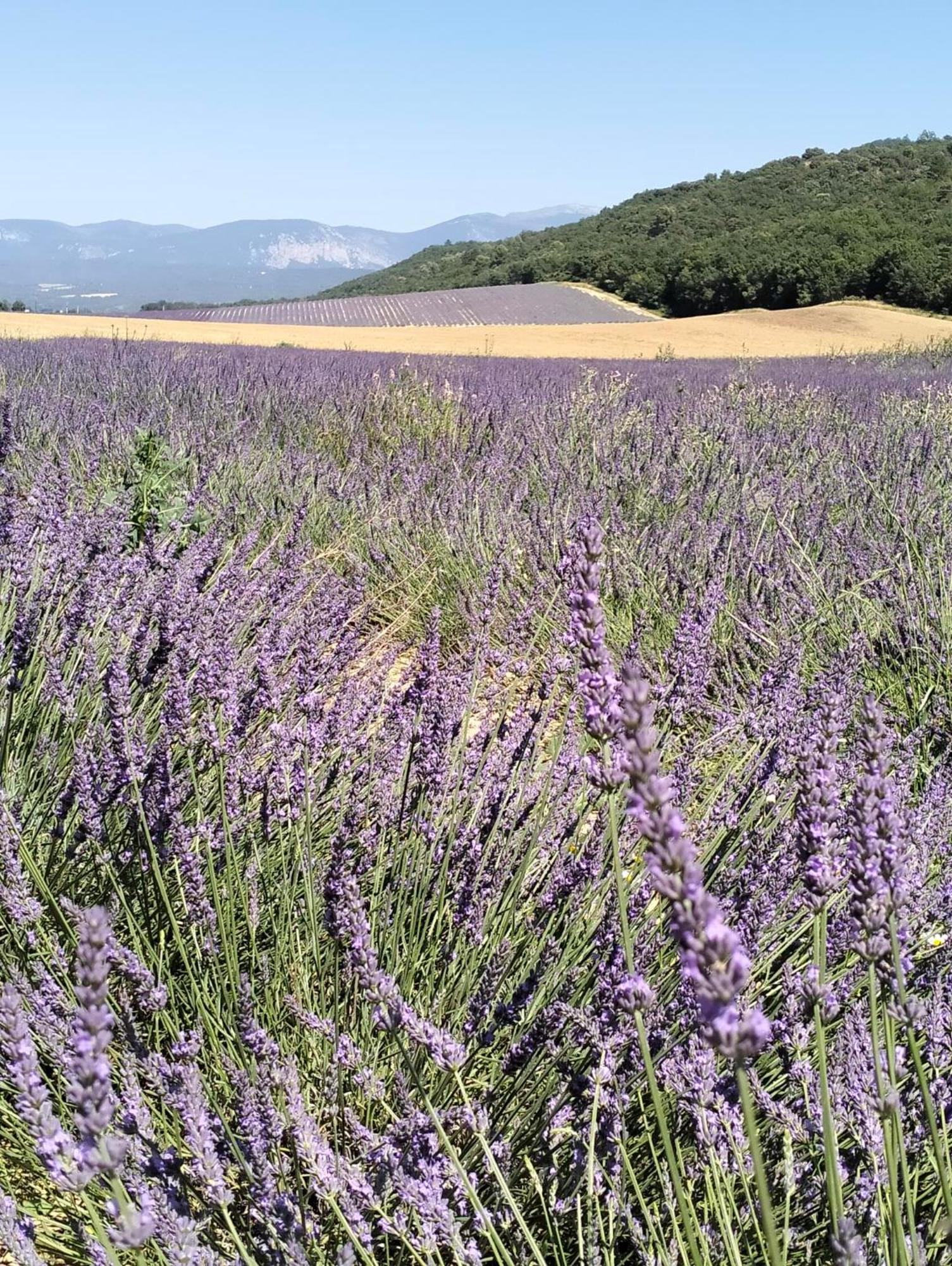 La Provence Vous Attend***!!! - 1Er Etage 디뉴레뱅 외부 사진